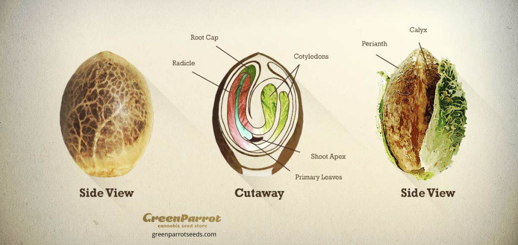 how-to-germinate-cannabis-seeds-fast-drcannabis-io