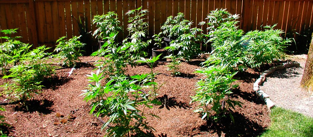 outdoor-marijuana-crop.jpg
