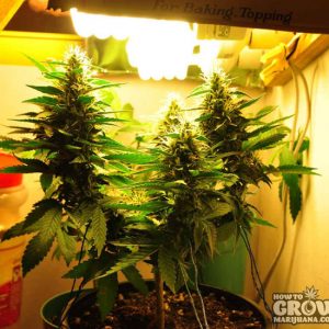 flourescent-lights-grow-roow