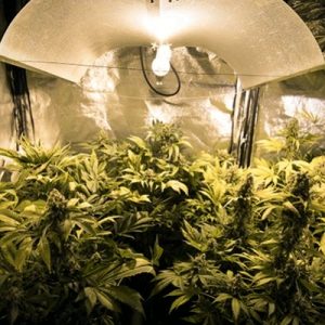 hid-lights-cannabis-indoor-room