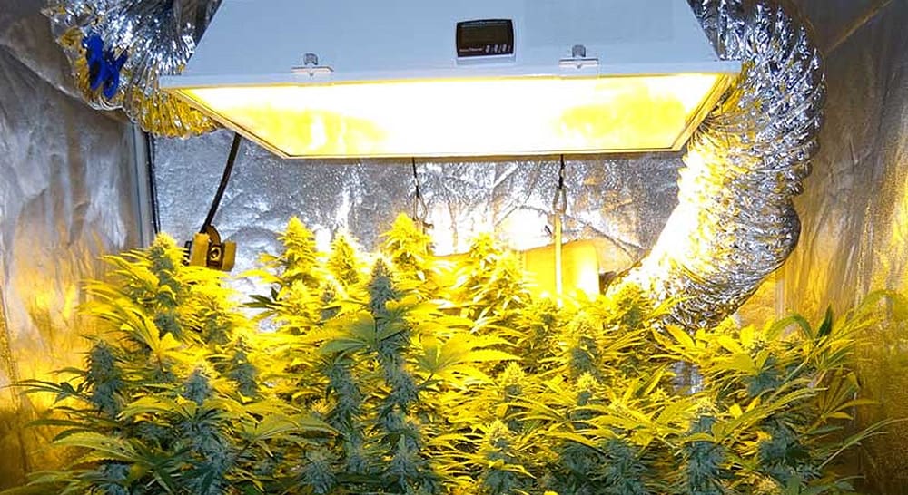 Best Hid Grow Lights For Cans Top