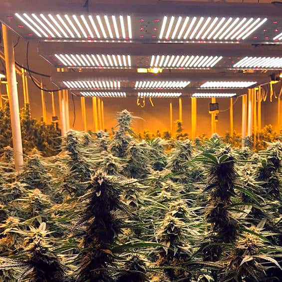 How to Build a Grow Room: Guide | DRCANNABIS.IO