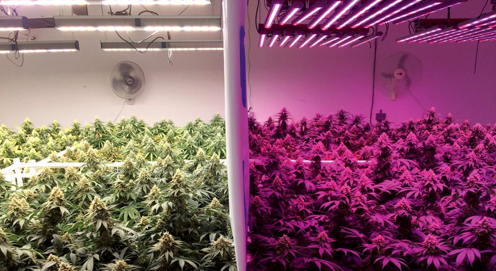 forbrug Foranderlig Afspejling The Best Light For Growing Weed: 2020 Review | DRCANNABIS.IO