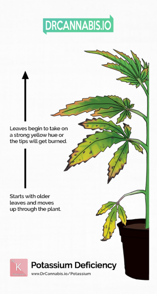 cannabis-potassium-deficiency-color-chart