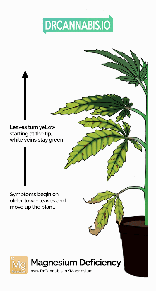 Cannabis Magnesium Deficiency Pics Chart by DRCANNABIS.IO