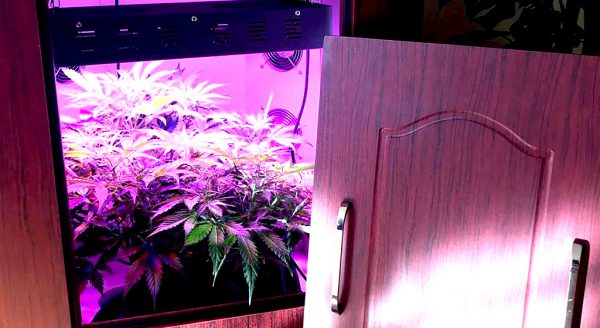 Grow Tent Setup And Maintenance Guides