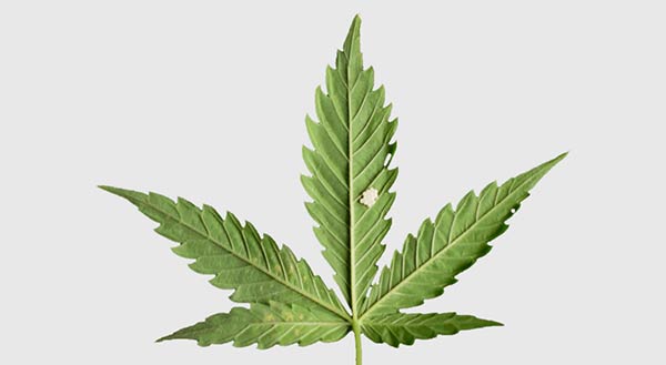 diagnose cannabis leaf symptoms