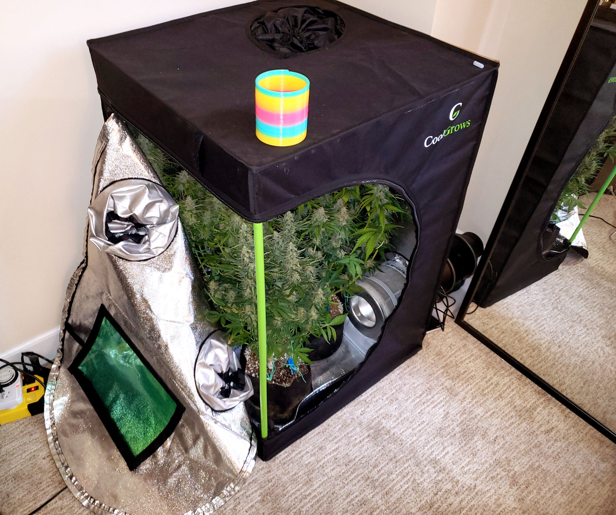 Buyer's Guide to 4x4 Grow Tents: Reviews, Comparisons, and Tips for Budding  Cannabis Cultivators | DRCANNABIS.IO