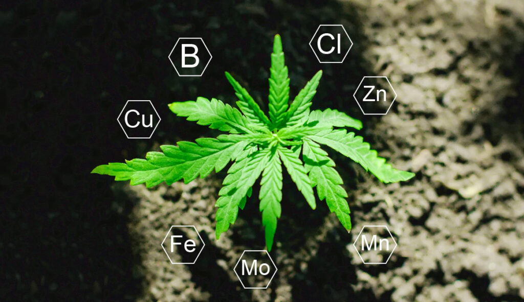 Essential Nutrients For Cannabis (Guide) | DRCANNABIS.IO